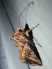 Autographa precationis - Common Looper Moth