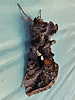 Autographa precationis - Common Looper Moth