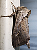 Bellura obliqua - Cattail Borer Moth