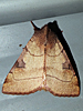 Choephora fungorum - Bent-line Dart Moth