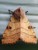 Choephora fungorum - Bent-line Dart Moth