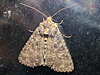 Condica vecors - Dusky Groundling Moth