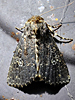 Condica vecors - Dusky Groundling Moth