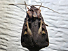 Feltia herilis - Master's Dart