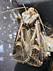 Feltia jaculifera - Dingy Cutworm Moth