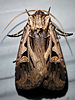 Feltia tricosa - Tricose Dart