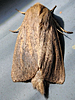 Globia oblonga - Oblong Sedge Borer
