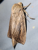 Globia oblonga - Oblong Sedge Borer