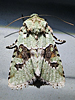 Lacinipolia implicata - Implicit Arches Moth