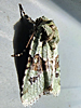 Lacinipolia implicata - Implicit Arches Moth