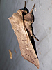 Leucania ursula - Ursula Wainscot