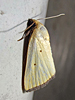 Marimatha nigrofimbria - Black-bordered Lemon Moth
