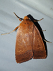 Metaxaglaea viatica - Roadside Sallow Moth