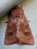 Nephelodes minians - Bronzed Cutworm Moth