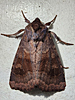 Nephelodes minians - Bronzed Cutworm Moth