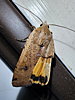 Noctua pronuba - Large Yellow Underwing