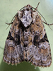Oligia modica - Black-banded Brocade