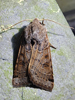 Omphaloscelis lunosa - Lunar Underwing