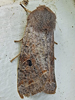 Orthosia hibisci - Speckled Green Fruitworm Moth