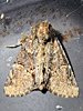 Phosphila turbulenta - Turbulent Phosphila