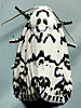 Polygrammate hebraeicum - Hebrew Moth