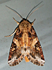 Spodoptera ornithogalli - Yellow-striped Armyworm Moth