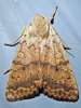 Sunira bicolorago - Bicolored Sallow