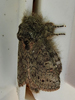 Cecrita guttivitta - Saddled Prominent