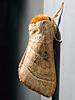 Datana sp.