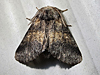 Gluphisia septentrionis - Common Gluphisia