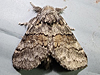 Gluphisia septentrionis - Common Gluphisia