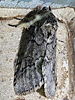 Lochmaeus bilineata - Double-lined Prominent
