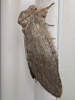 Misogada unicolor - Drab Prominent