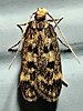 Martyringa latipennis