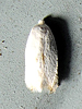 Pseudopostega quadristrigella - Gooseberry Barkminer Moth