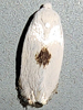 Pseudopostega quadristrigella - Gooseberry Barkminer Moth