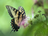 Papilio glaucus - Eastern Tiger Swallowtail ♀