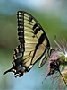 Papilio glaucus - Eastern Tiger Swallowtail