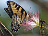 Papilio glaucus - Eastern Tiger Swallowtail