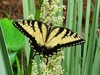 Papilio glaucus - Eastern Tiger Swallowtail
