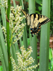 Papilio glaucus - Eastern Tiger Swallowtail