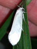 Prodoxus decipiens - Bogus Yucca Moth