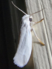 Prodoxus decipiens - Bogus Yucca Moth