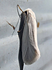 Prodoxus decipiens - Bogus Yucca Moth
