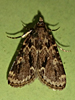 Aglossa caprealis - Stored Grain Moth