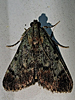 Epipaschia superatalis - Dimorphic Macalla Moth
