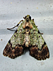 Epipaschia superatalis - Dimorphic Macalla Moth