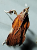 Galasa nigrinodis - Boxwood Leaftier