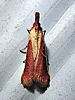 Peoria approximella - Carmine Snout Moth