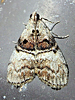 Pococera asperatella - Maple Webworm